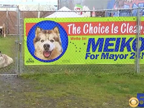 Meet Meiko: The canine candidate for Mayor of Anchorage